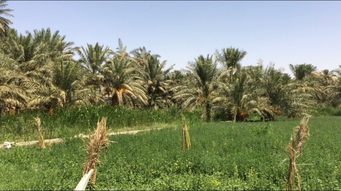 Al Falaye Farm